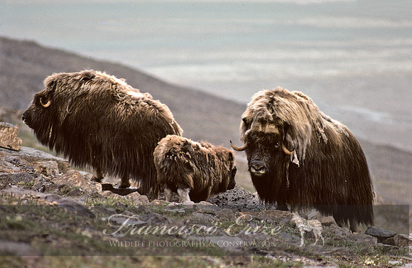 M22 Ovibos moschatus 1 - MUSKOX
