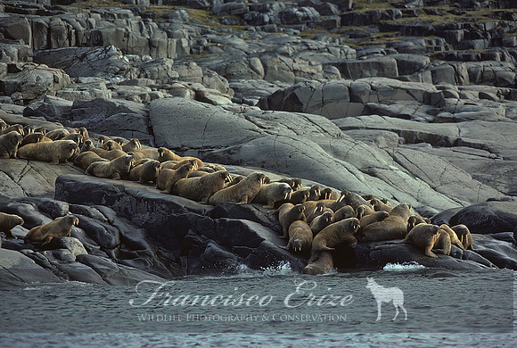 M14 Odobenus rosmarus - ATLANTIC WALRUS 1