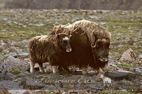 M22 Ovibos moschatus 4 - MUSKOX