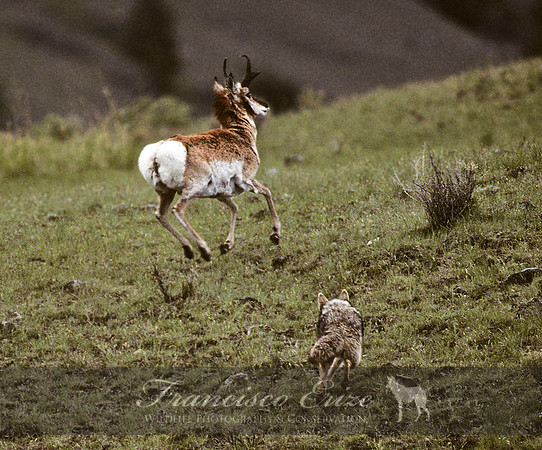 M23 Antilocapra americana 2 - PRONGHORN ANTELOPE