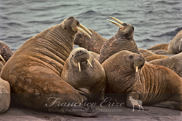 M14 Odobenus rosmarus – ATLANTIC WALRUS
