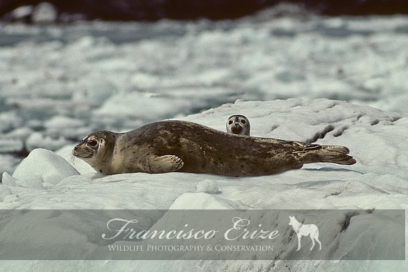 M15 Phoca vitulina - HARBOUR SEAL 1