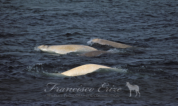 M32 Delphinapterus leucas - BELUGA