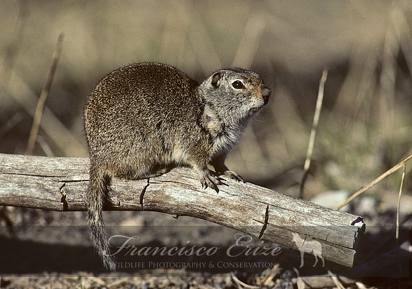 M27 Spermophilus armatus - UINTA GROUND SQUIRREL