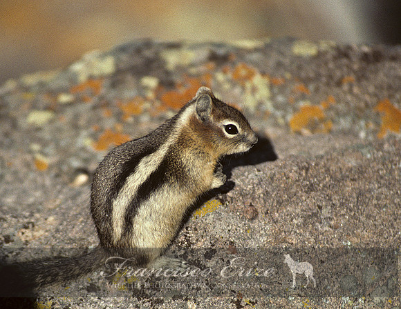 M27 Spermophilus laterallus 2 - GOLDEN-MANTLED GROUND SQUIRREL