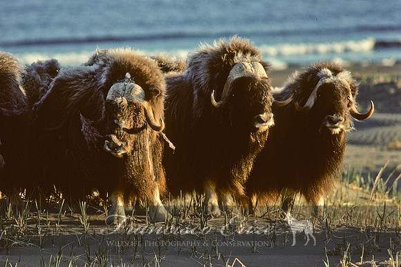 M22 Ovibos moschatus 6 - MUSKOX