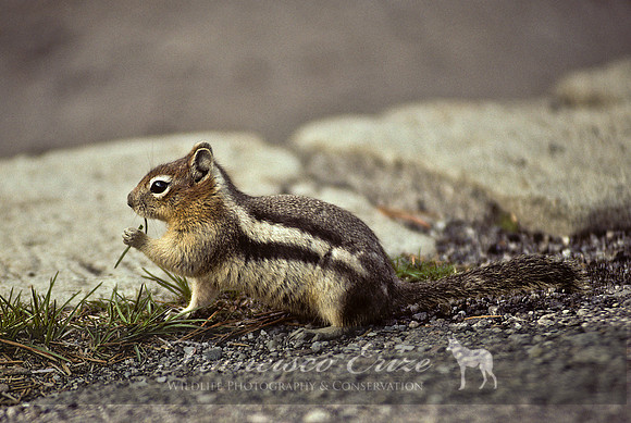 M27 Spermophilus laterallus 3 - GOLDEN-MANTLED GROUND SQUIRREL