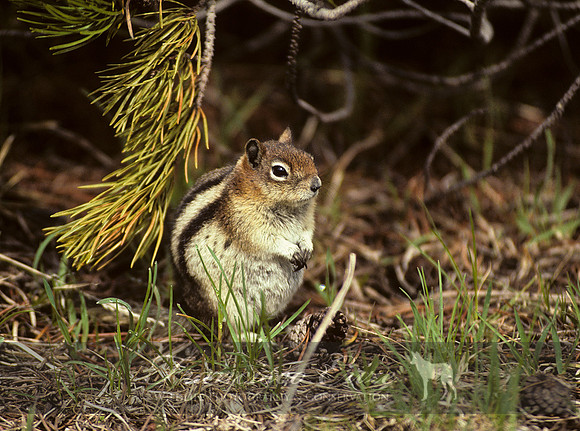 M27 Spermophilus laterallus 1 -GOLDEN-MANTLES GROUND SQUIRREL