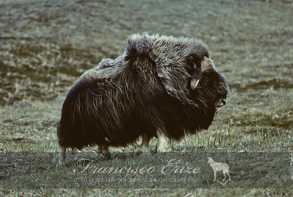 M22 Ovibos moschatus 3 - MUSKOX