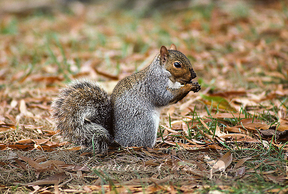 M27 Sciurus carolinensis 1 - EASTERN GRAY SQUIRREL