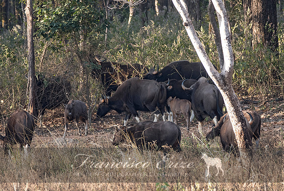 M22 Bos gaurus - GAUR or INDIAN BISON 1