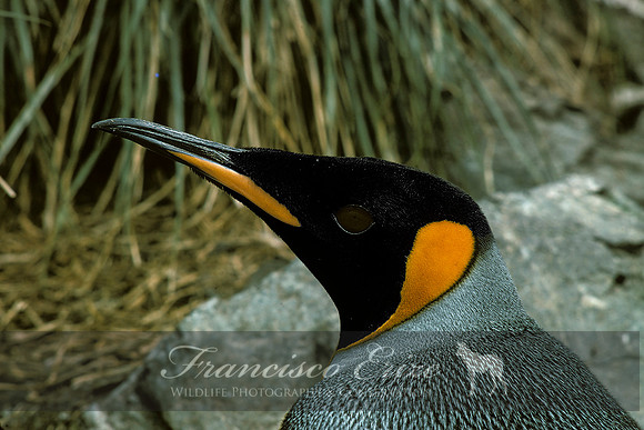 B4 Aptenodytes patagonica -KING PENGUIN