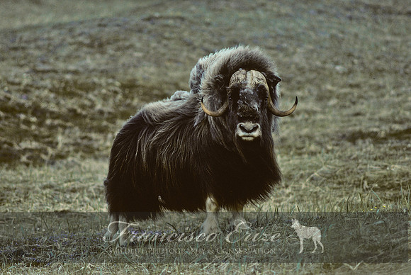 M22 Ovibos moschatus 2 - MUSKOX