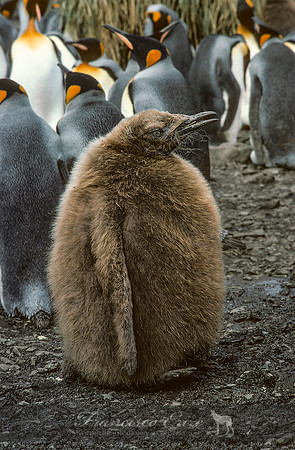 B4 Aptenodytes patagonica -KING PENGUIN