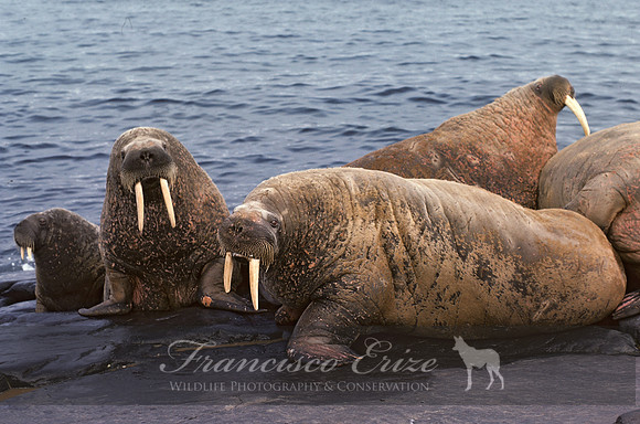 M14 Odobenus rosmarus – ATLANTIC WALRUS